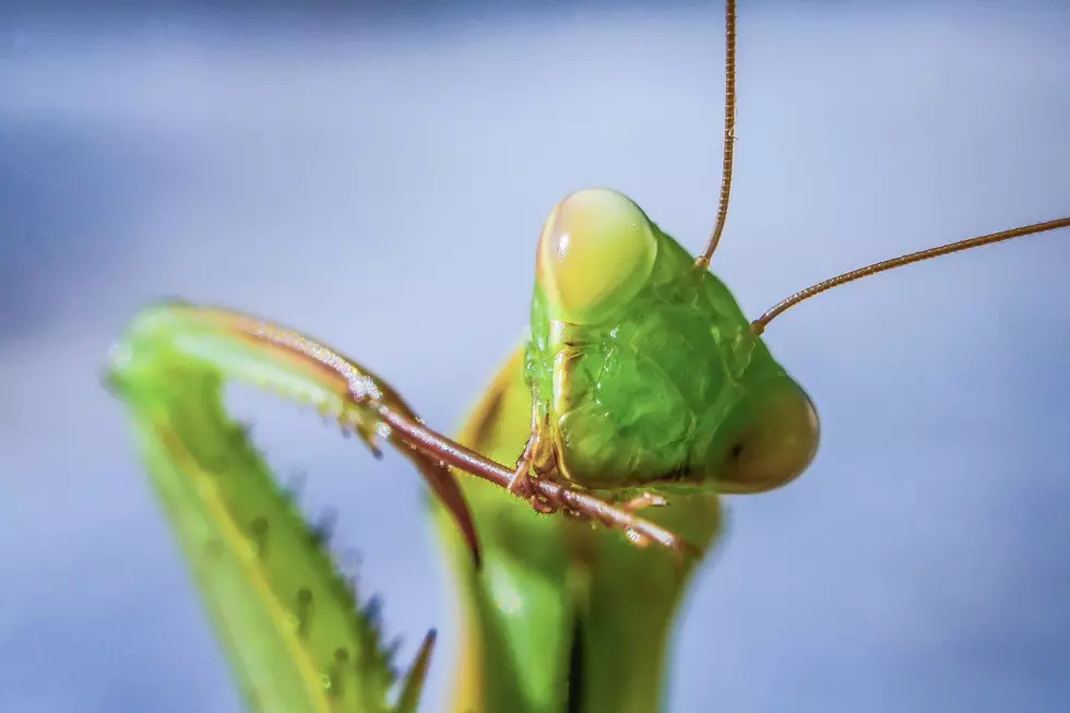 Strange Creature: Has Montana Always Been Home to Praying Mantis?