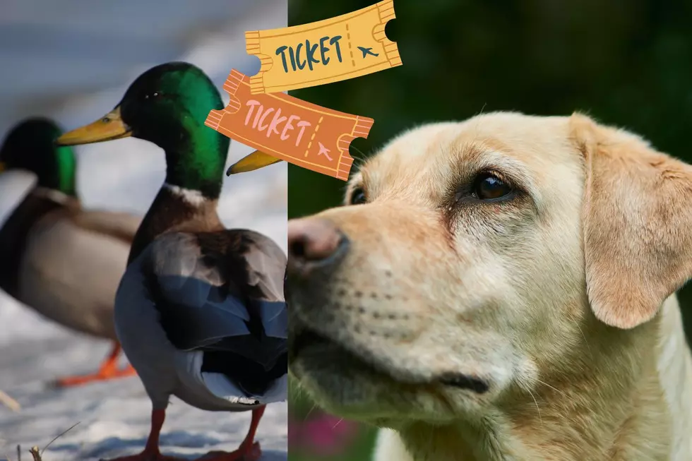 Ducks Unlimited Banquet Announced. You Can Win A New Hunting Dog