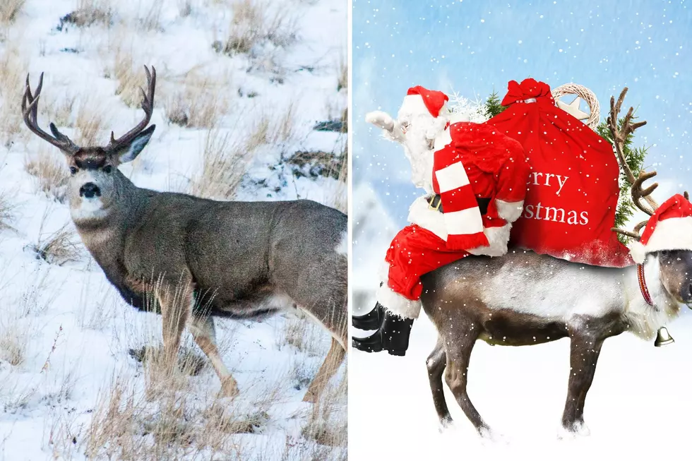 Adorable Girl Mistakes Mule Deer for One of Santa’s Reindeer