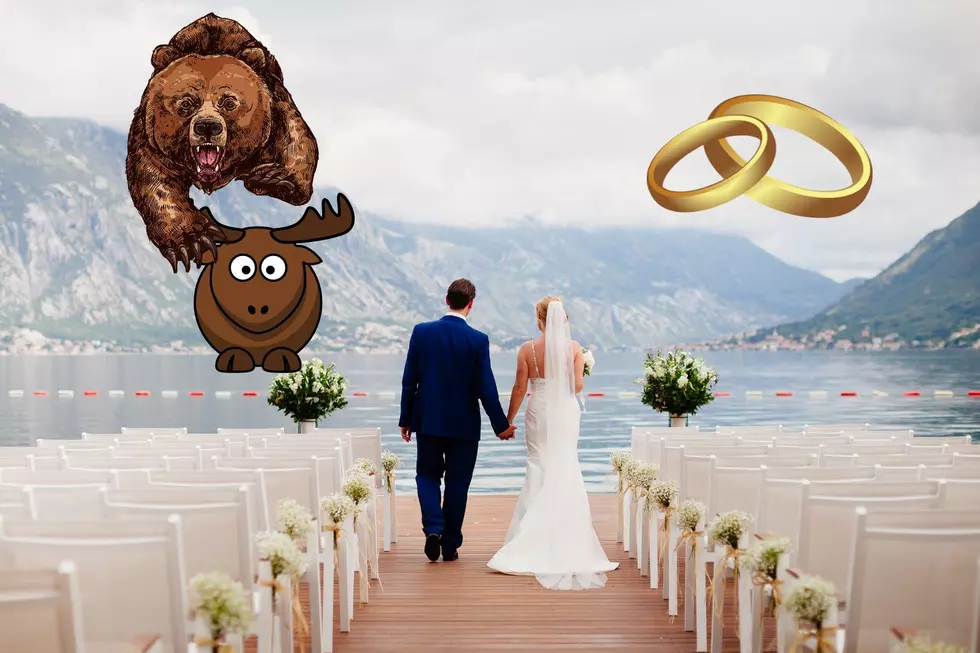 Watch as Grizzly Bear Takes Down a Moose During Couple’s Wedding