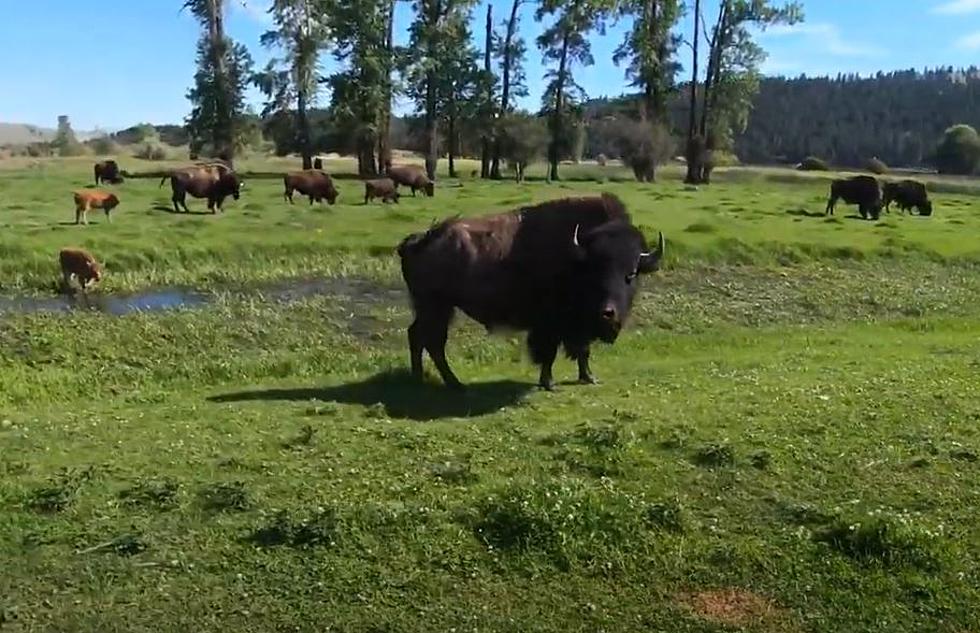 What Happened to the Bison Herd South of Missoula Near Lolo?