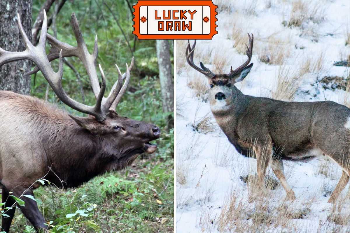 2023 Montana Deer and Elk Special Permit Deadline