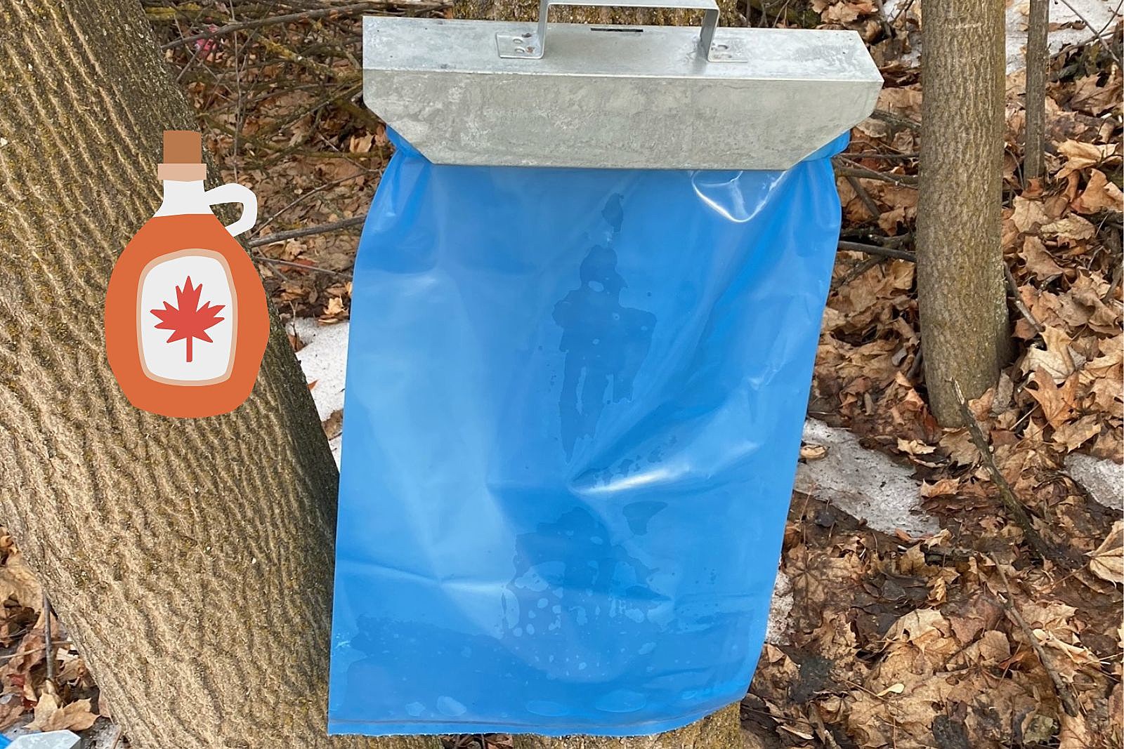Blue Plastic Bag Tied To The Branch Of A Tree In Green Spring Woodland In A  Concept Of Plastic Pollution Of The Environment Stock Photo Picture And  Royalty Free Image Image 147176364