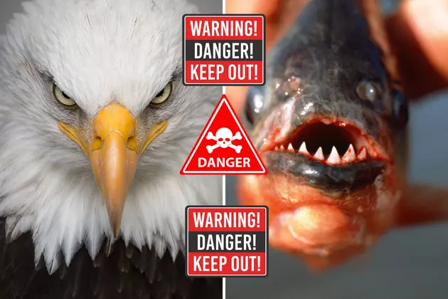 Montana Man Claims State is Filled with Piranha and Rabid Eagles