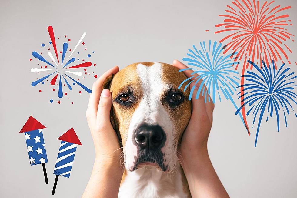 Fireworks Are Here, Montana. Tips To Help Your Dog Cope