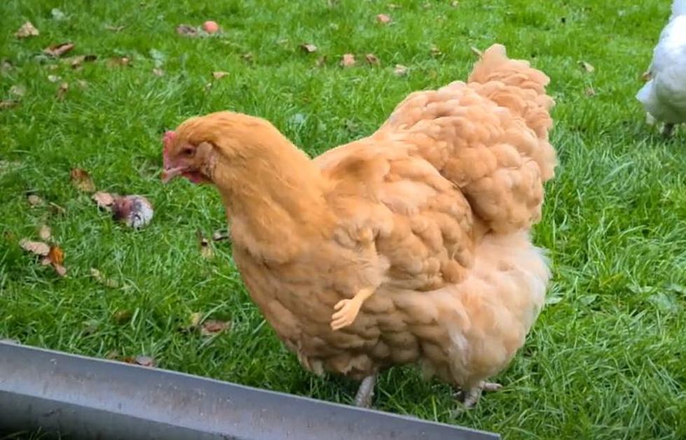 Montana Yard Bird: DIY Fake Arms for Your Chickens