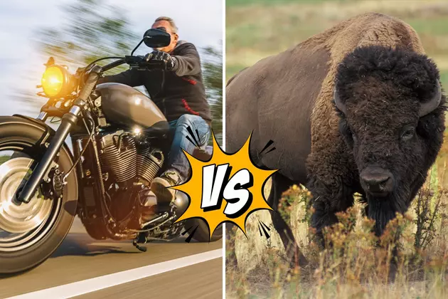 Sturgis Road Warrior Battle: Bison Vs Bikers &#8211; Who Will Win?