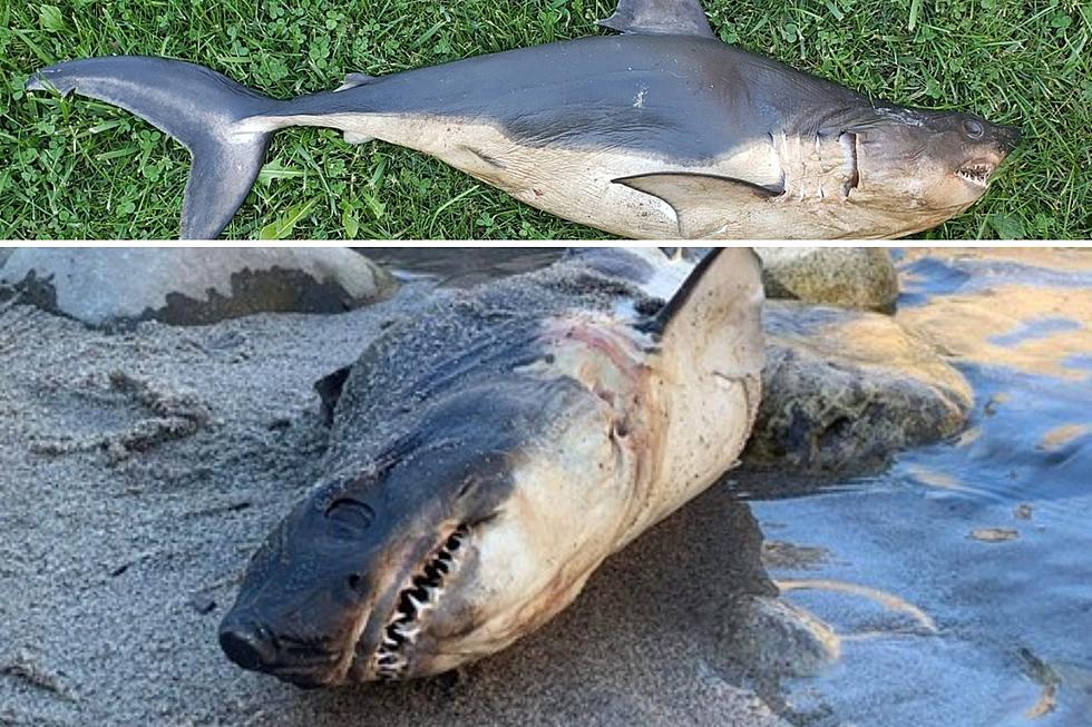 Could Sharks Soon Be in Montana Water? Dead Sharks Found in Idaho