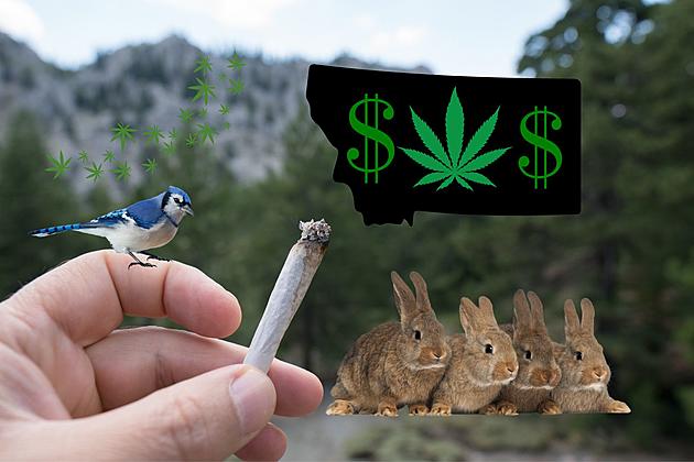 Could Montana Cannabis Save Animal Habitat and Endangered Species?