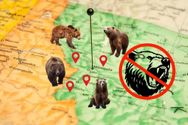 Montana Myth Busted: Grizzly Bears are Thriving in the Bitterroot