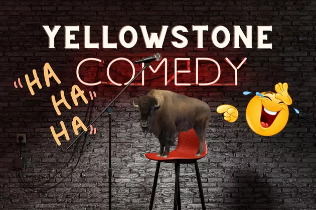 Comedian Destroys Yellowstone Park Tourists Trying to Pet Bison