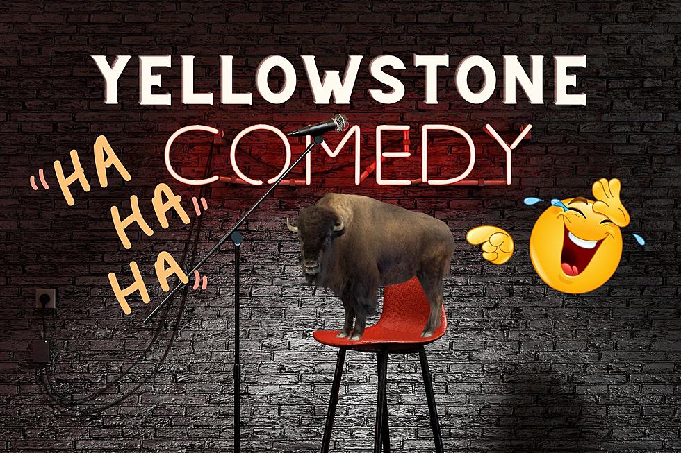 Comedian Destroys Yellowstone Park Tourists Trying to Pet Bison
