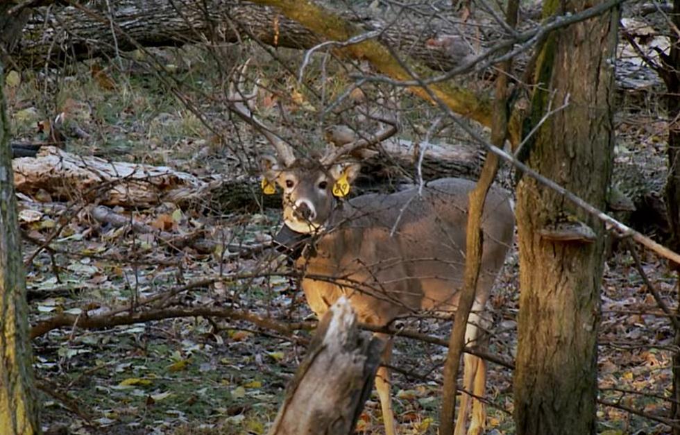 Montana Hunters Warned Not to Consume Deer with Tags in Ear
