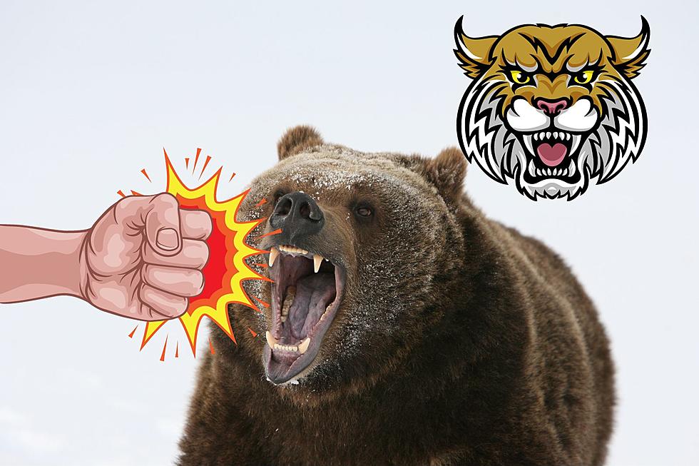Roaring Lion Sound Effect #25