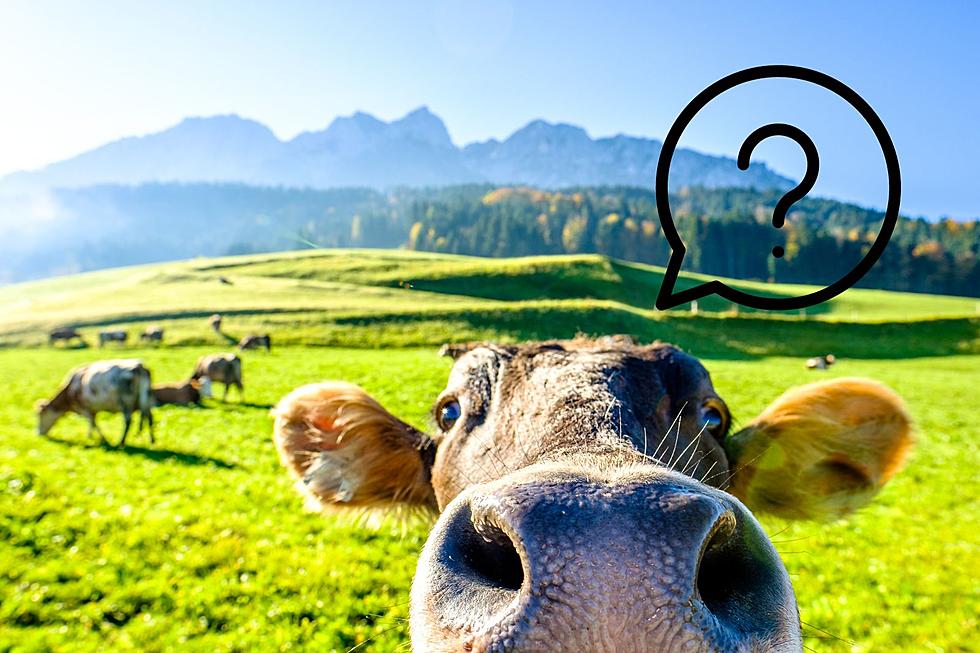 Can You Guess Which County in Montana has More People Than Cows?