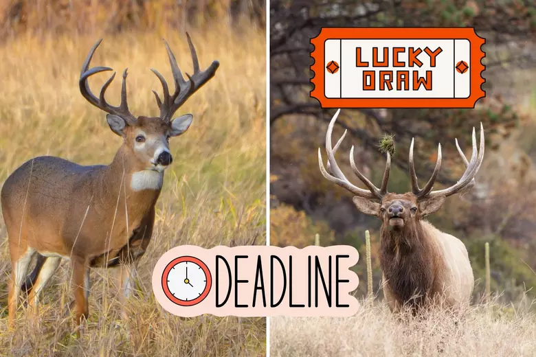 HURRY! Montana Deer and Elk Special Permit Deadline 2024