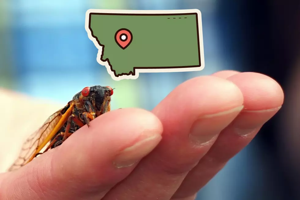 Will Montana Experience the 2024 Summer Swarm of Cicadas?