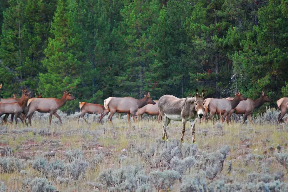 Missing Donkey Spotted Living His Best Life with an Elk Herd
