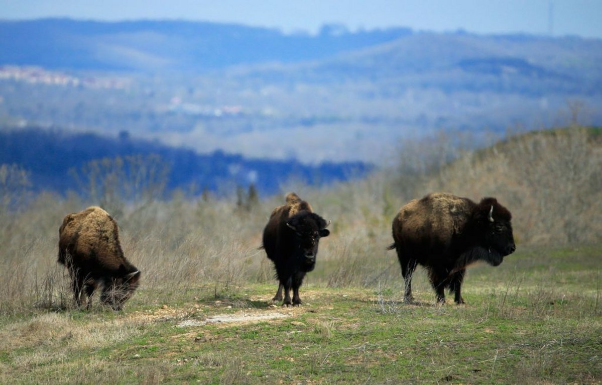Yellowstone Bison Science Breakthrough Could Help Montana