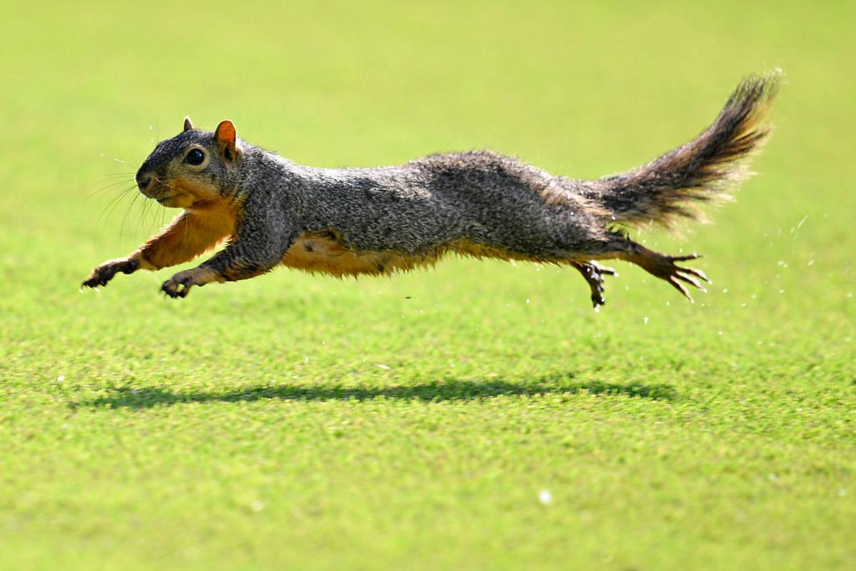 California Squirrel Attack Sparks Jokes in Montana