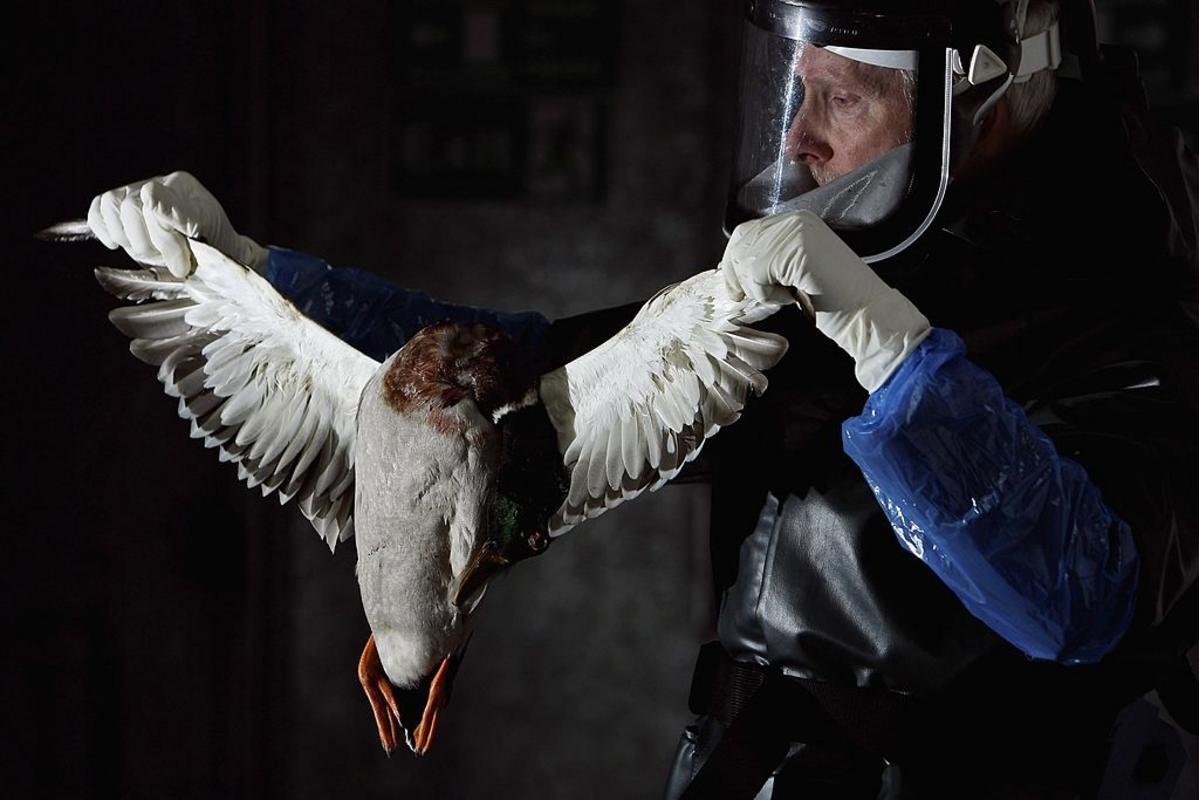 Montana Duck Hunters Warned About Bird Flu Risk