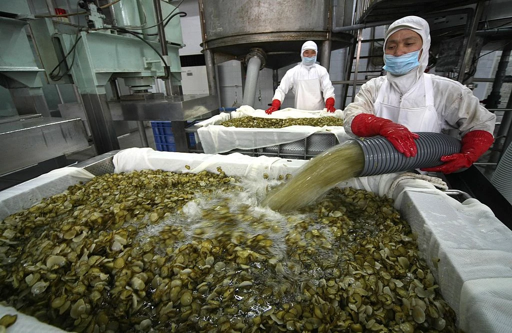Pabst Blue Ribbon And Grillo's Pickles Collaborate On Beer