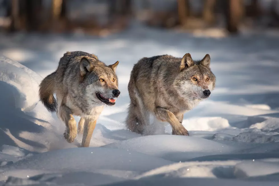 A Texas Influencer Just Declared War on Legal Wolf Hunters