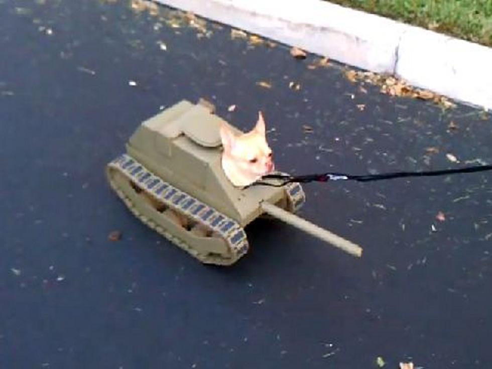 Dog in Tank Costume Wins PetSmart Halloween Contest [VIDEO]