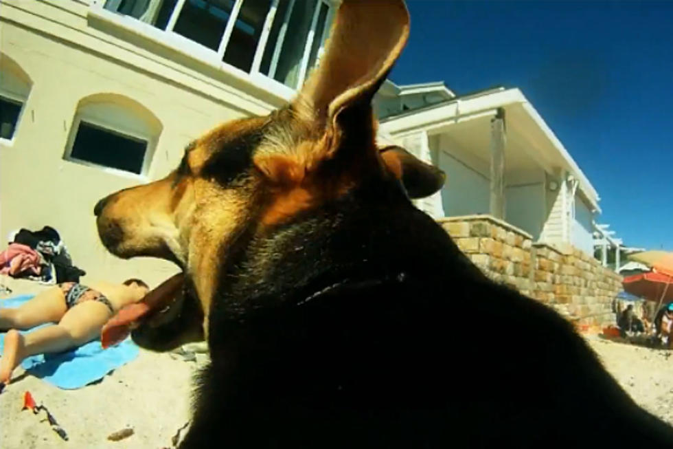 Watch an Adorable Music Video Shot Entirely By a Dog
