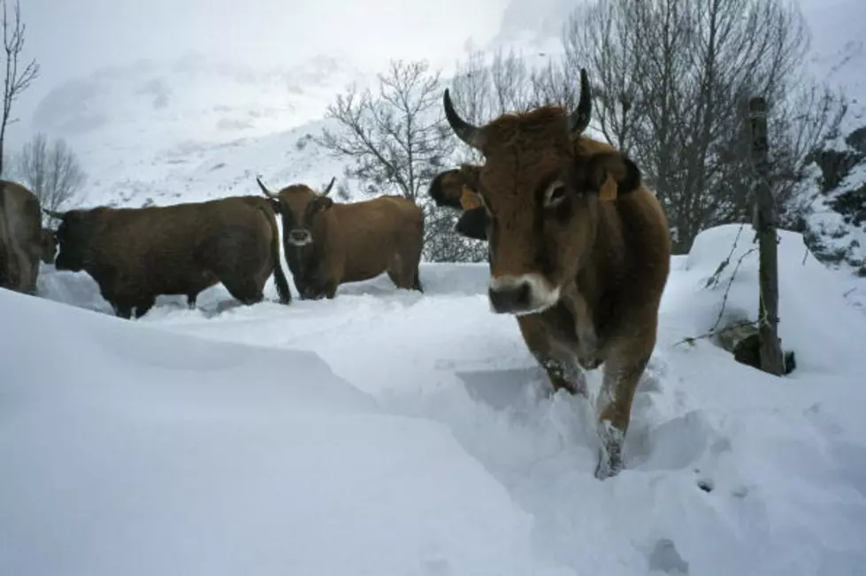 Montana Ranchers Gearing Up for another Winter Storm