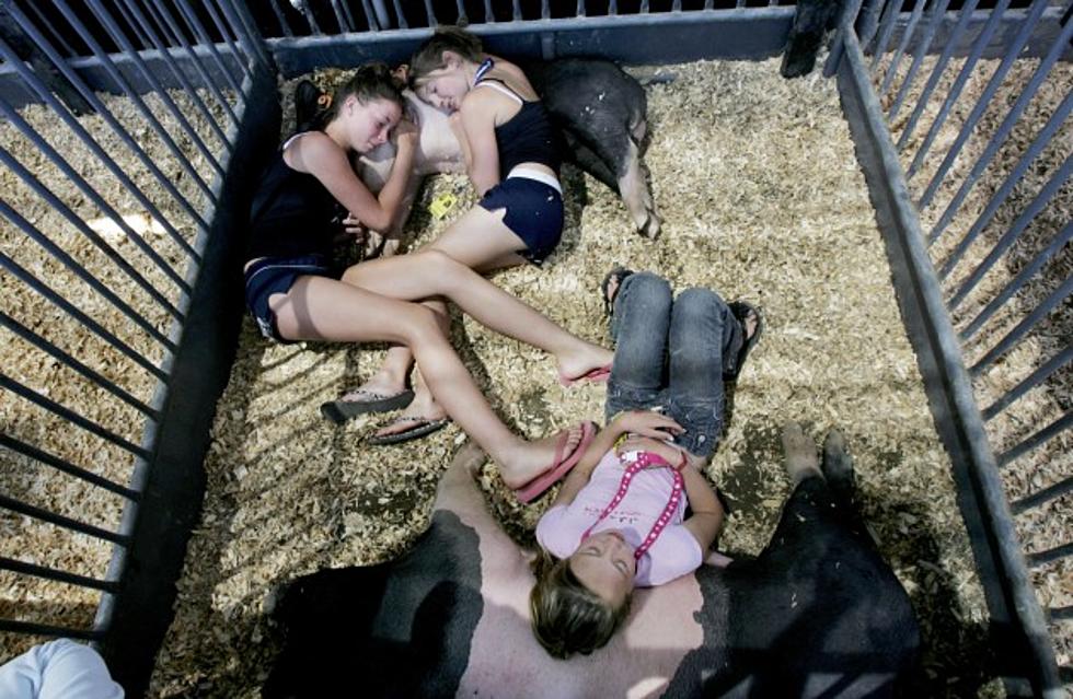 MontanaFair Junior Livestock Sale is Culmination of Young People&#8217;s Efforts