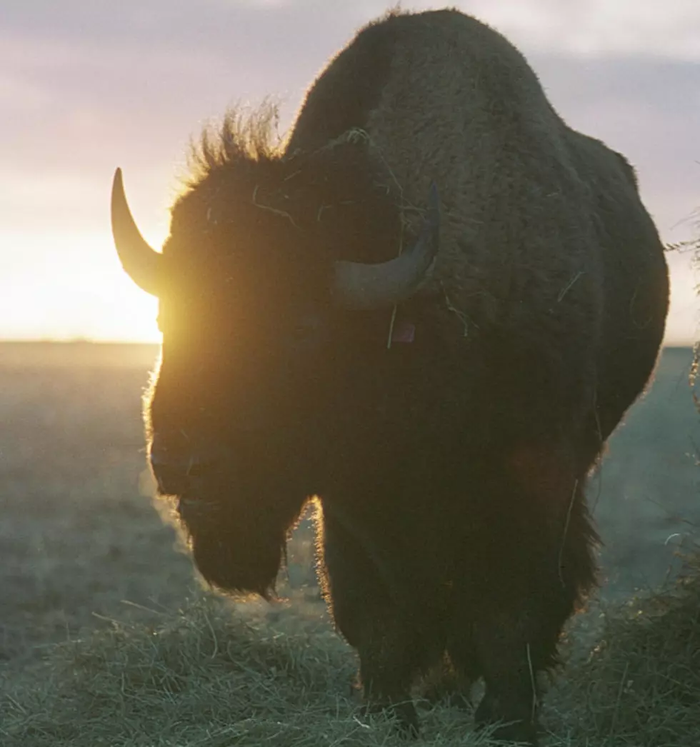 Misunderstanding Yellowstone National Park Bison Could Cost Tourists Their Lives