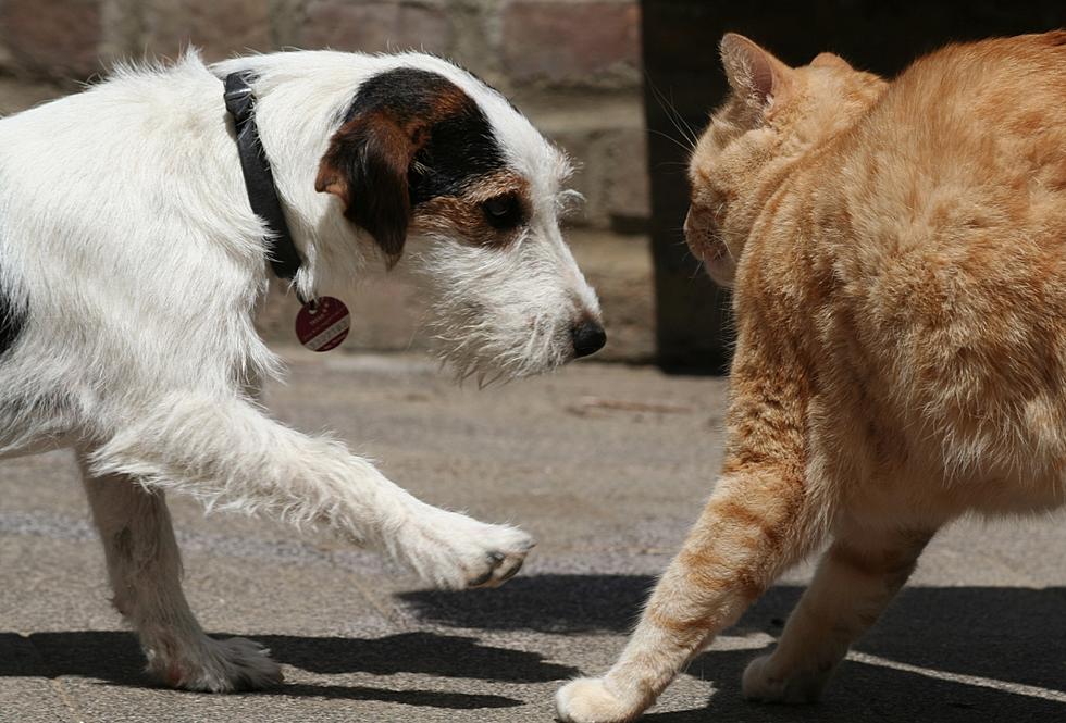 Dogs are Better than Cats [Opinion]