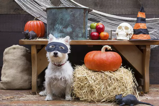 What About Our Pets on Halloween?