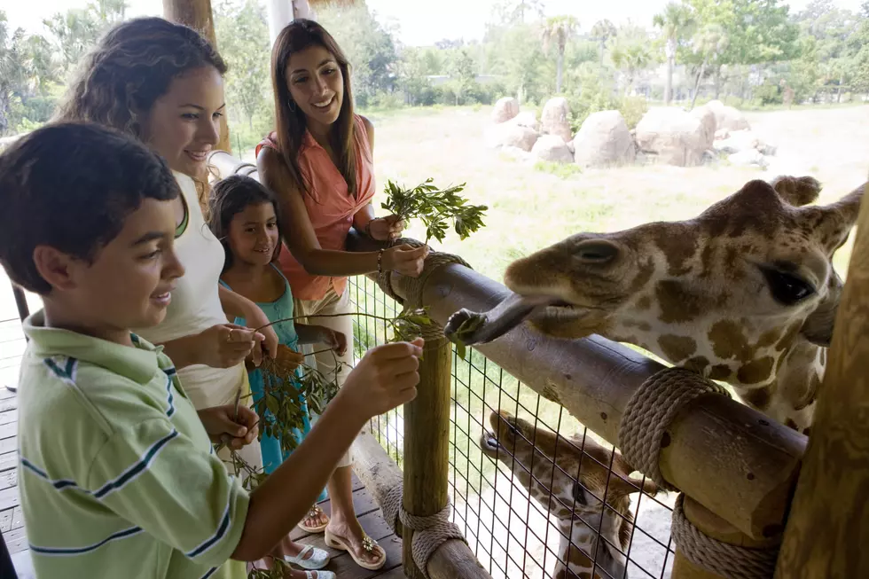 Kids Day At Zoo, Wine Festival, Demolition Derby