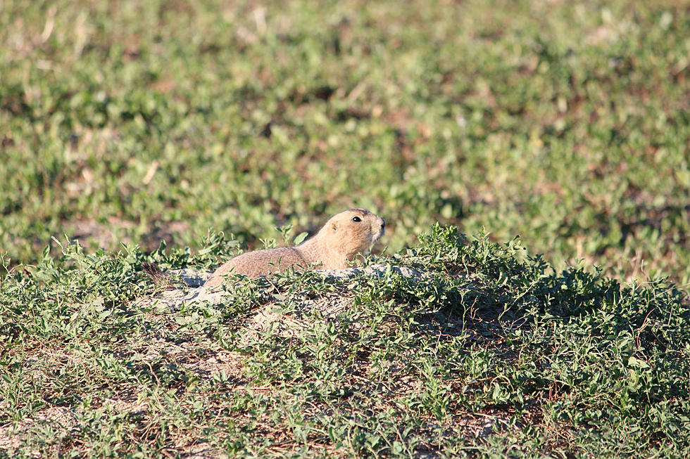 Prairie Dogs Are Cute And Tasty