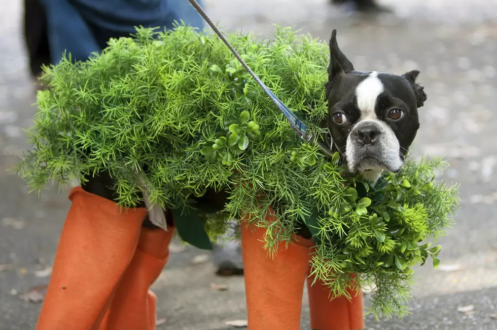 Get Creative With Your Pet-O-Ween Costumes