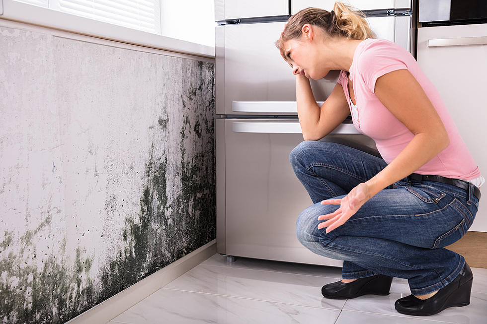 5 Things You Need to Know About Mold and Mildew
