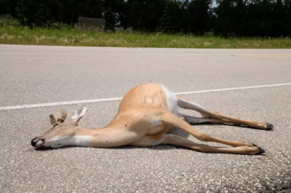 Would you eat roadkill?