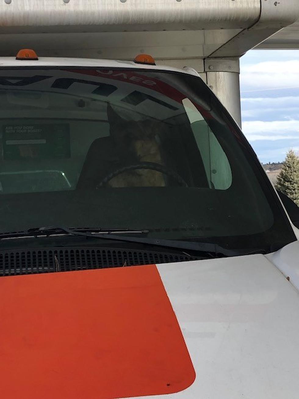 Caption This Photo of a Driving Dog