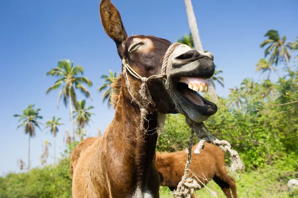 Donkey Basketball Kicks Off Friday In Roundup