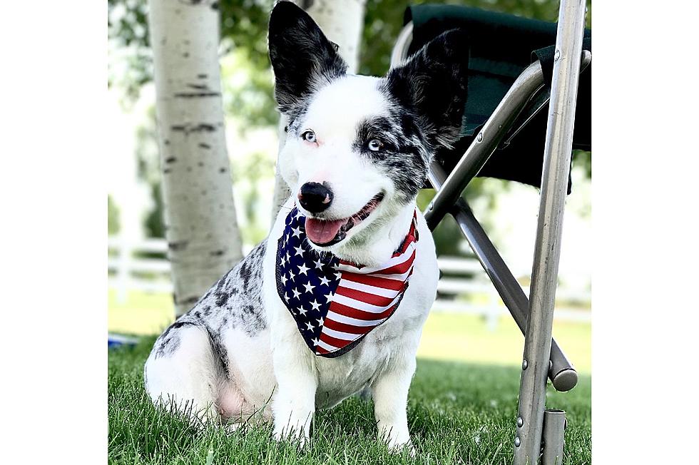 Nova the Borgi Wins Cutest Dog Photo Contest