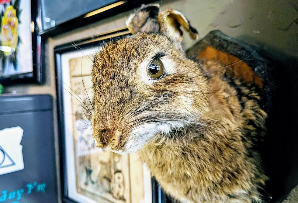 Post Your Taxidermy You’re Proud Of or Ashamed Of