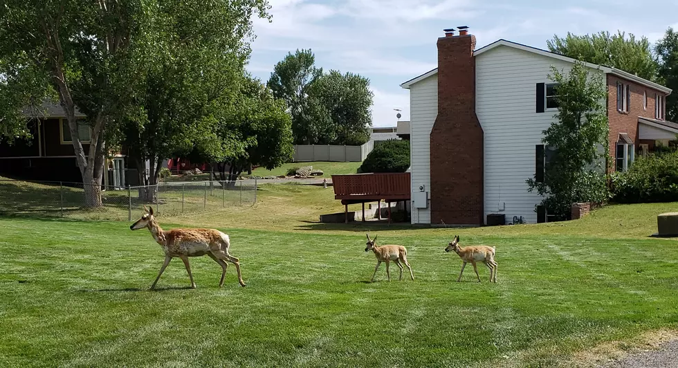 Wildlife In The Billings City Limits