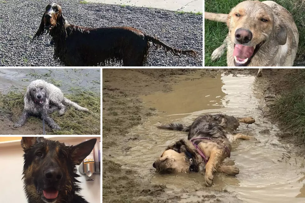 Here Are the Finalists in The Dirty Dog Contest: VOTE