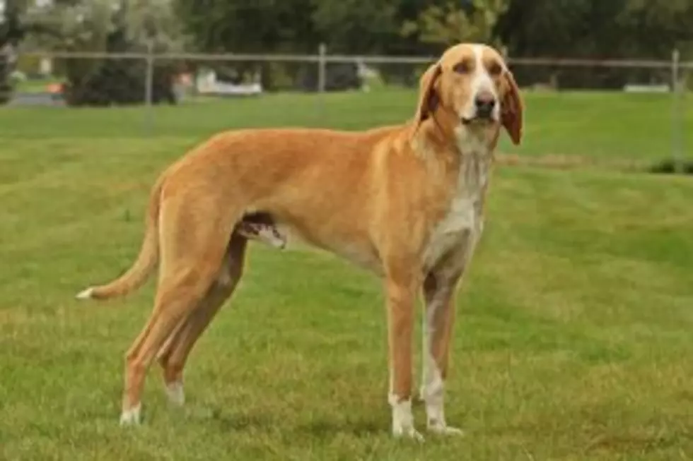 Credit: Yellowstone Valley Animal Shelter