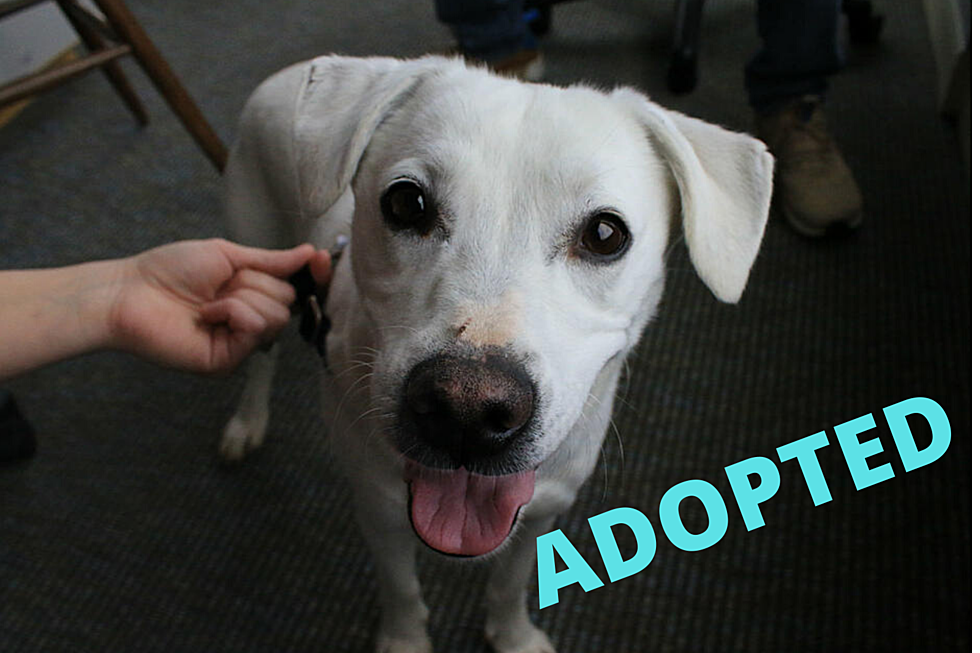 Another Wet Nose Wednesday Pet Finds Forever Home