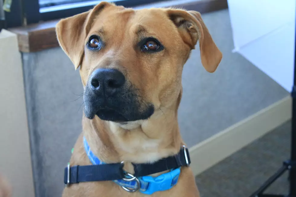 Wet Nose Wednesday: Meet Miss Frizzle
