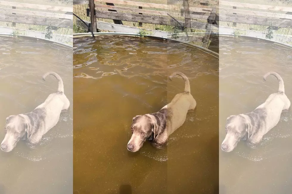 Paul&#8217;s Dog In Good Hands After Drinking Trough of Water