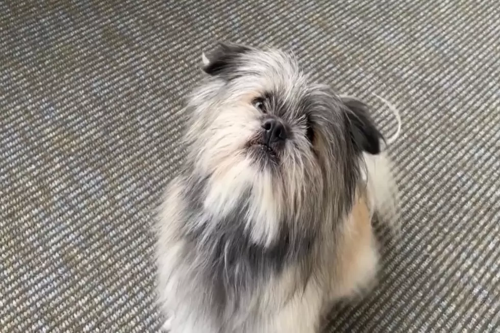 Wet Nose Wednesday: Meet Ewok